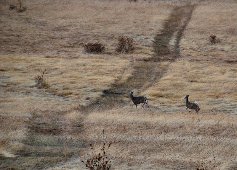 A Whitetail doe and yearling run through a field on the Palouse.