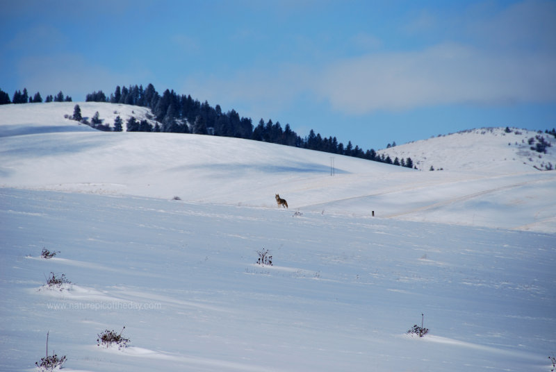 Coyote on the hunt