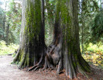 A pair of cedar trees.