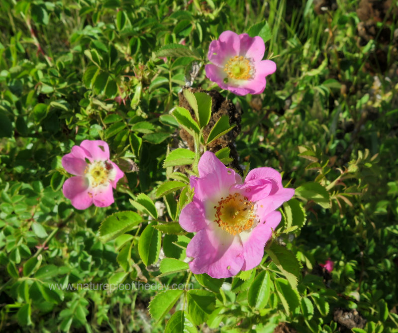 Wild rose blossoming in the spring.