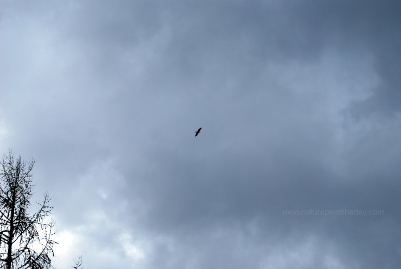 A large bird flies under a cloudy, winter sky.