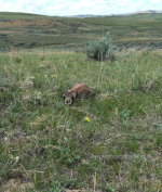Baby Antelope
Antelope calf in Montana