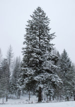 A tall tree covered in snow