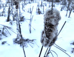 Cattail in Winter In Minnesota
