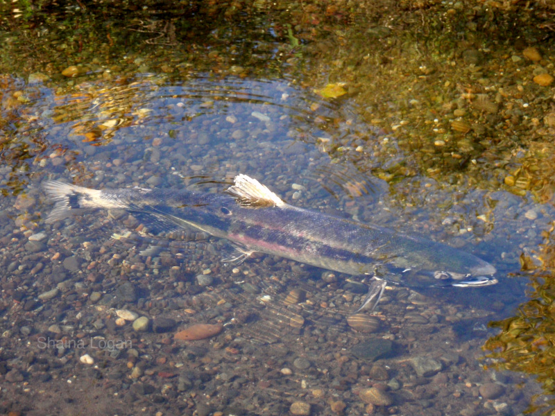 Dog Salmon in Washington State