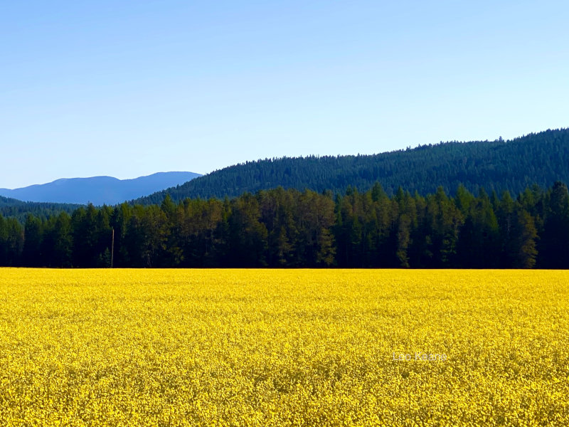 Canola fields in Montana