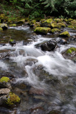 River on the Olympic Peninsula