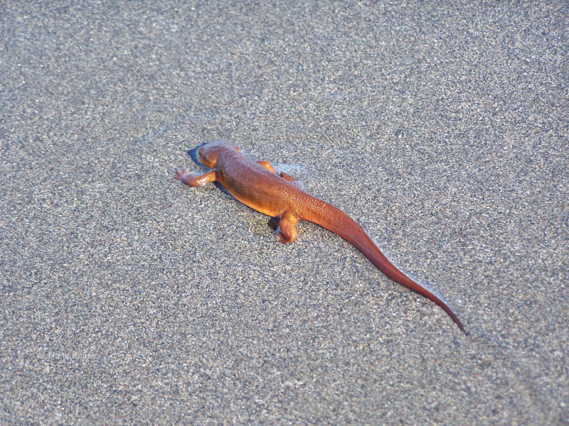 Salamender emerges from the sea at Gold Beach, OR