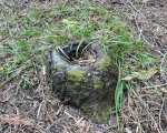 Hollow Stump