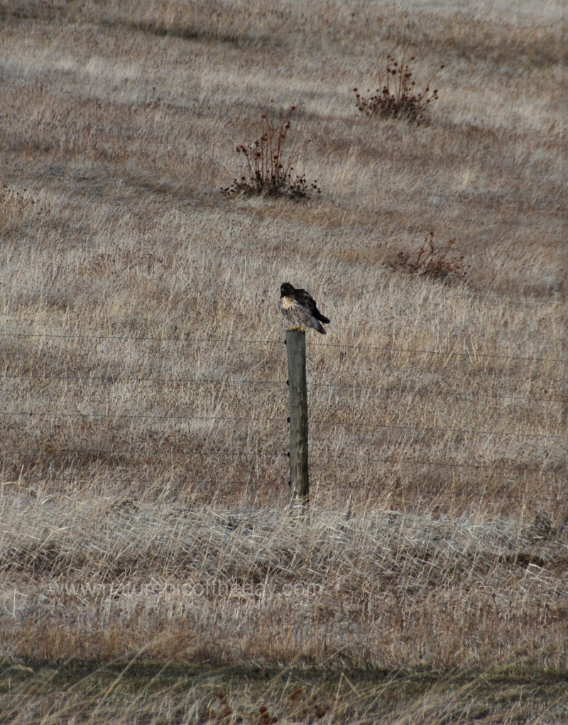 Hawk in a field
