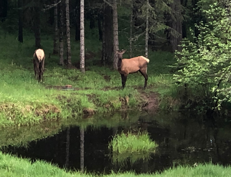 Elk in Montana