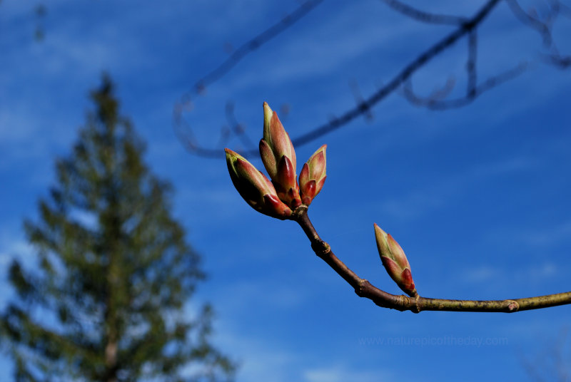 Buds on a tree, soon to be blossoms