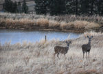 Whitetail doe and yearling
