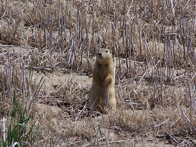 Prairie Dog