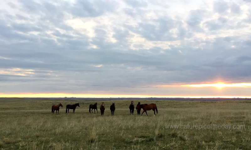 Horses in Big Sky Country.