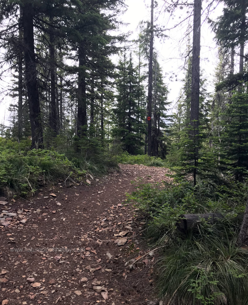 Path in the woods