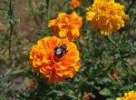 Marigold & Bumble Bee