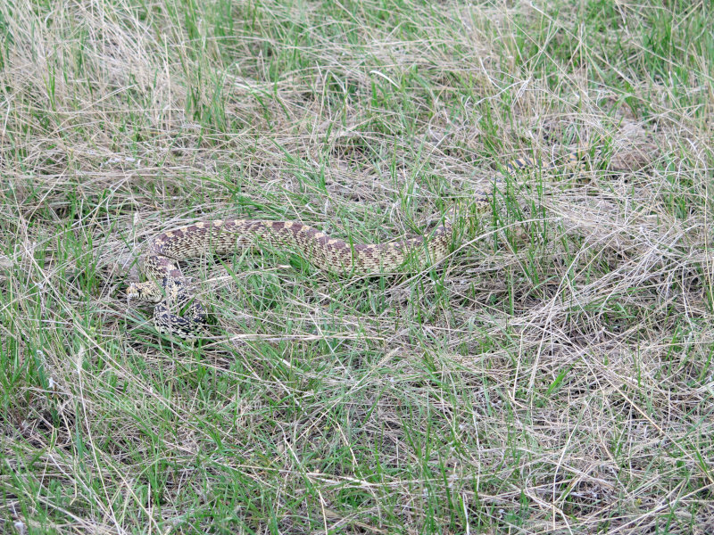 Bull Snake In The Grass