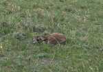 Baby Antelope in Montana
