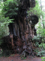 Tree in Western Washington