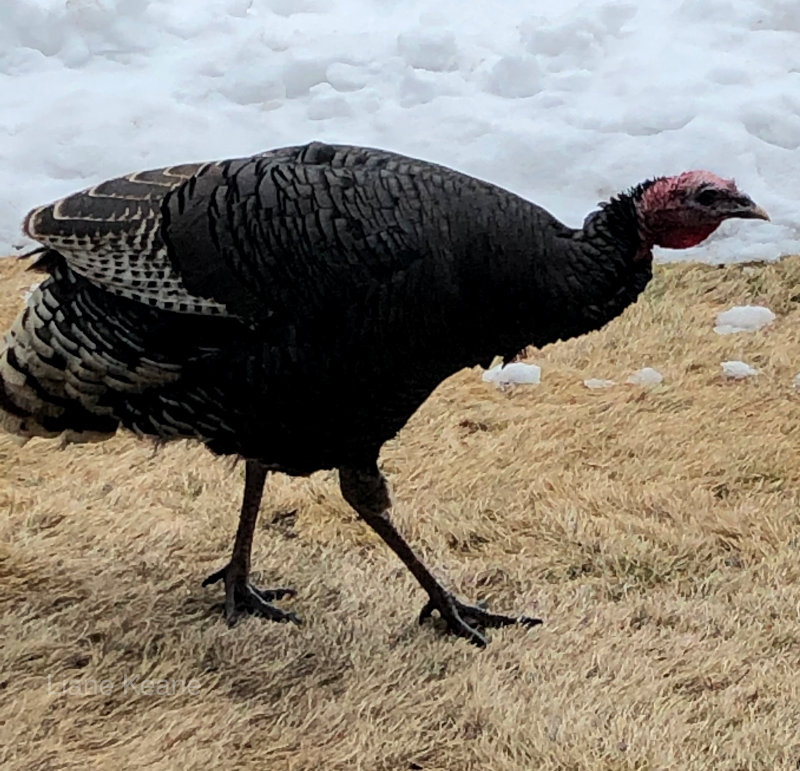 A lurking Turkey