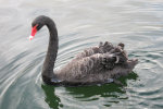 Black Swan on Lake Eola, Orlando, Florida