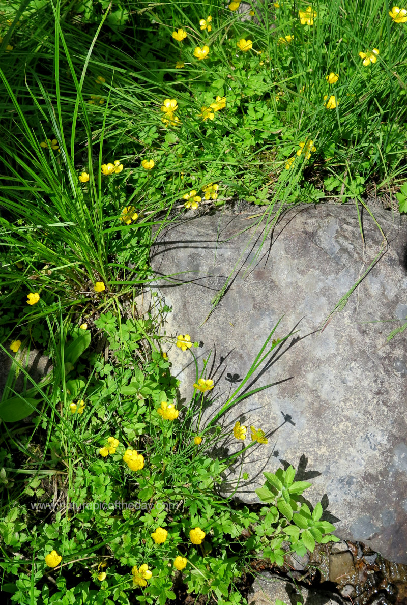 Flowers and Rocks in Idaho