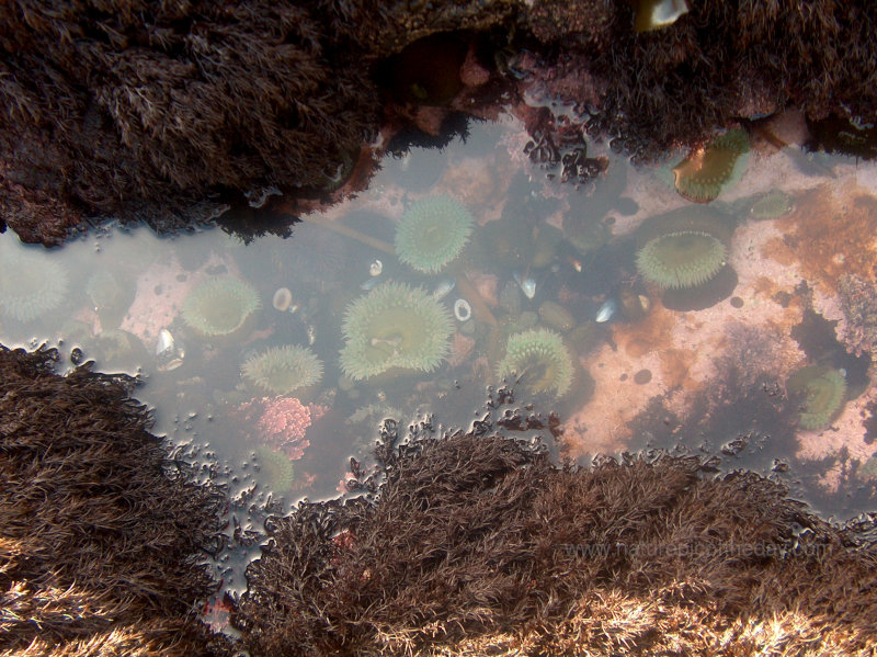 Sea Anemone in California