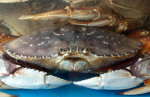 A crab 