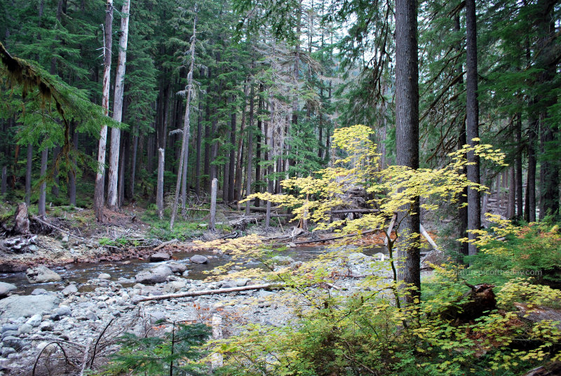 A creek in Mount Rainier National Park