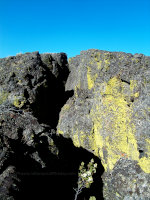 Lichen in Craters of the Moon National Monument