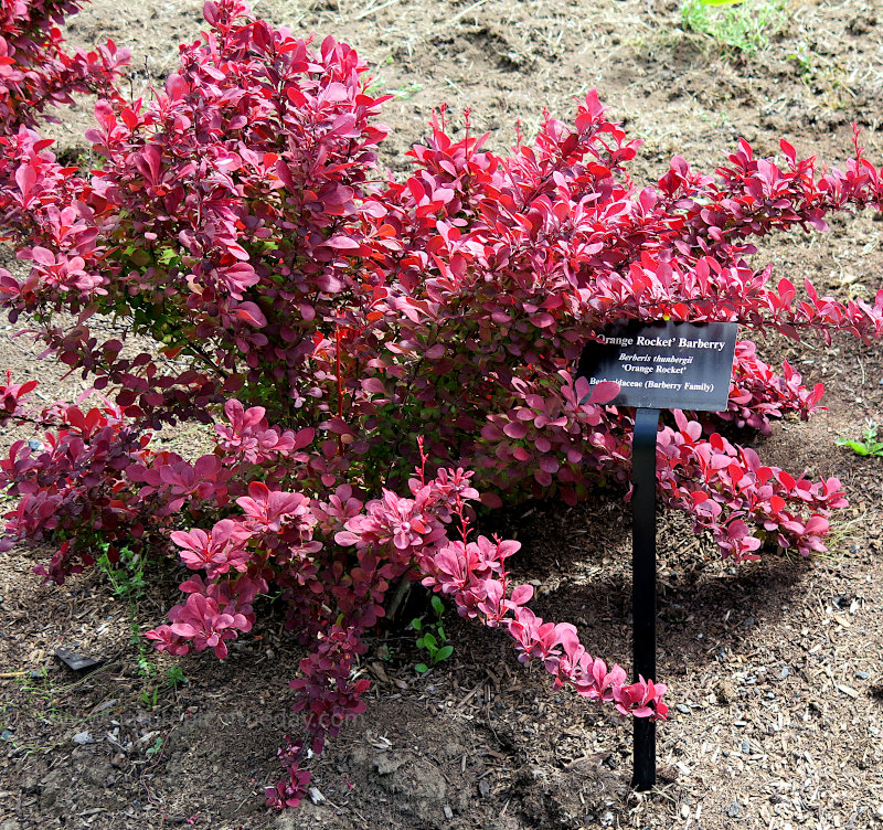 Orange Rocket Barberry growing in the spring