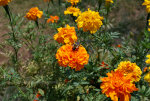 Bumble Bee on a Marigold