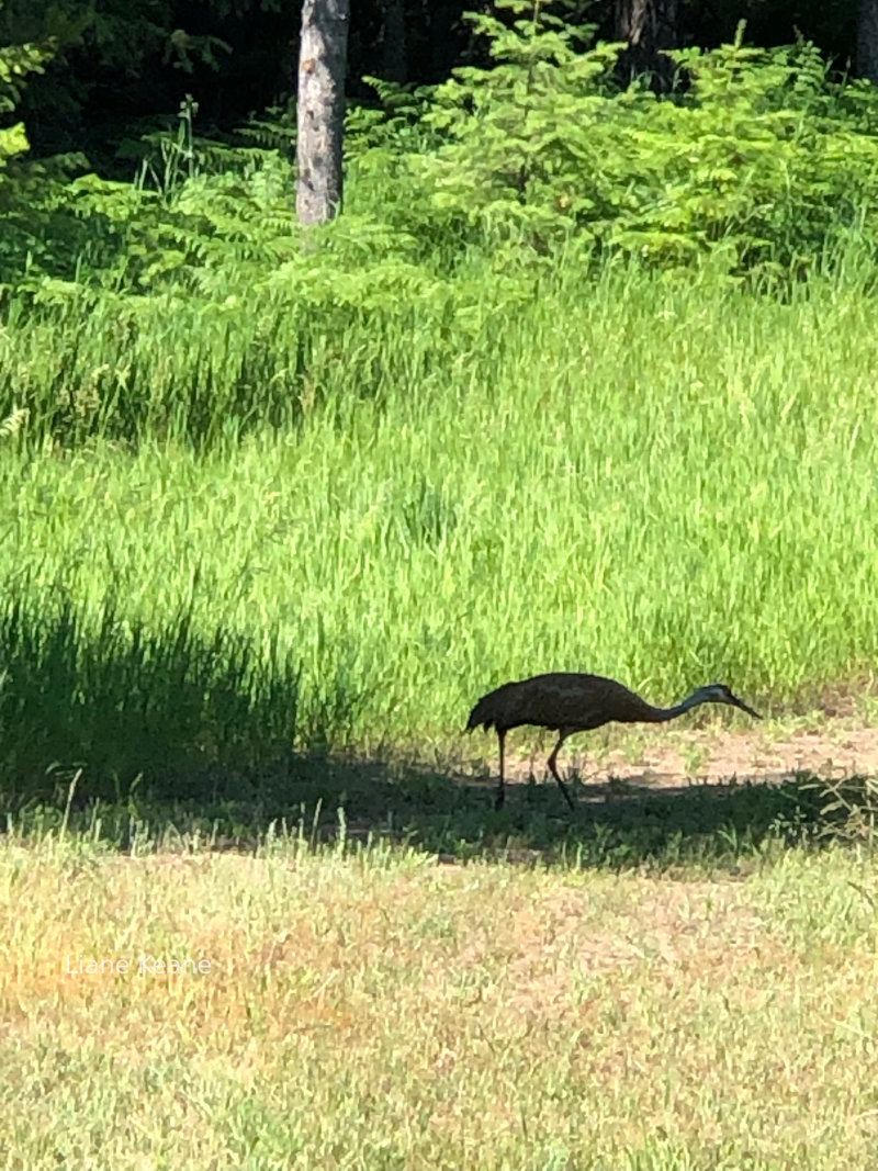 Sandhill Crane in Montana