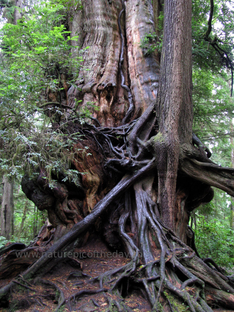 Huge Root Wad In Hoh Rainforest
