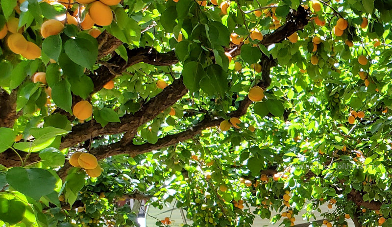 Apricots in Washington State!