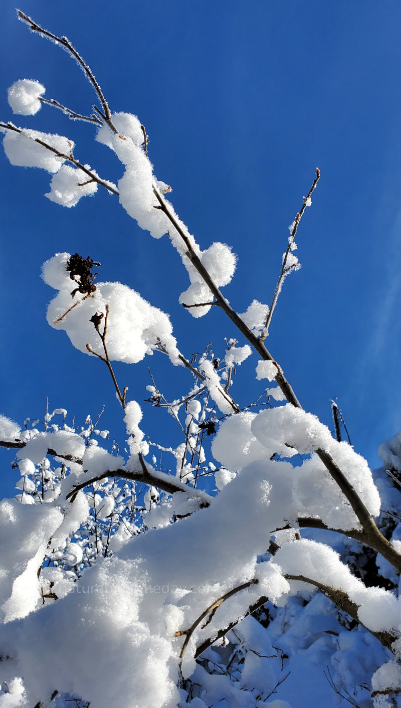 Blue sky in winter