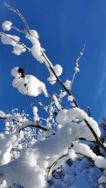 Blue sky in winter