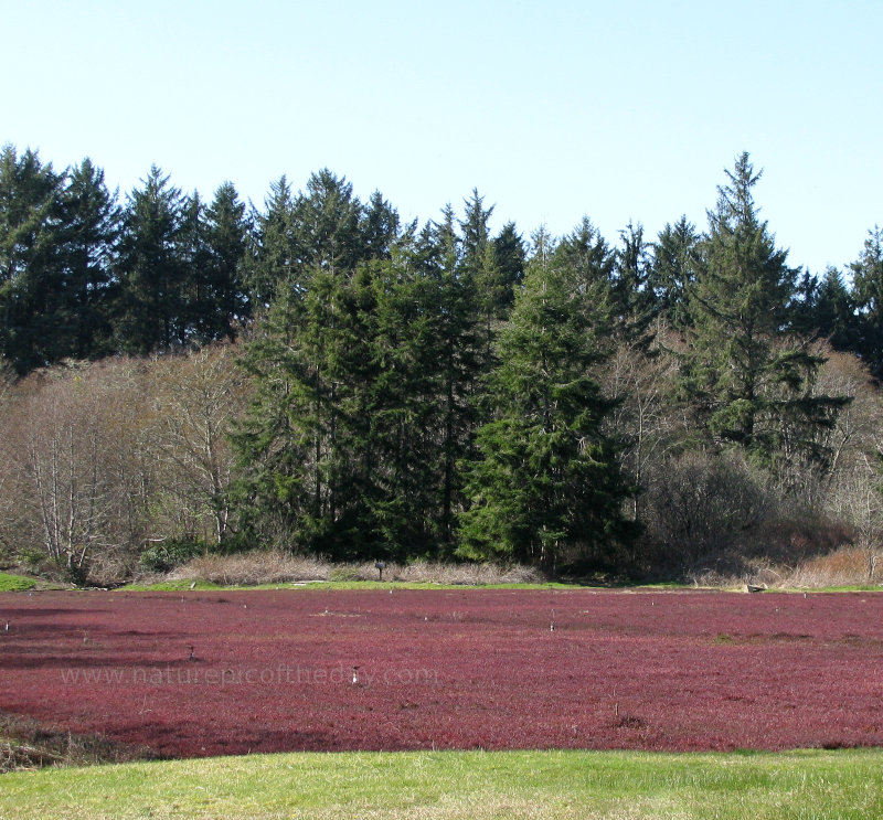 Cranberry Bog in Washington State