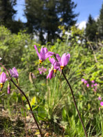 Pink flowers in Idaho