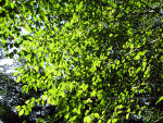 Green leaves in Washington