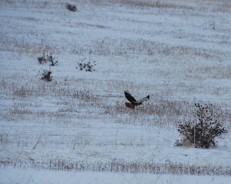 A field hawk flies over a snow covered field