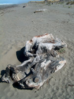 Driftwood on a Californian Beach