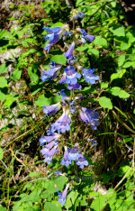 Bluebells in Idaho