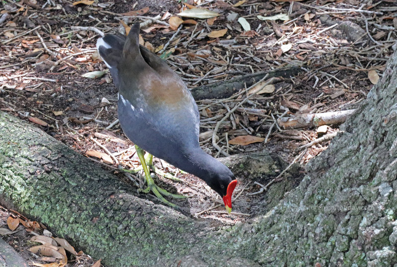 Common Gallinule in Maitland, Florida
