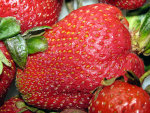 Closeup of a Strawberry 