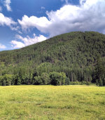 Montana Field