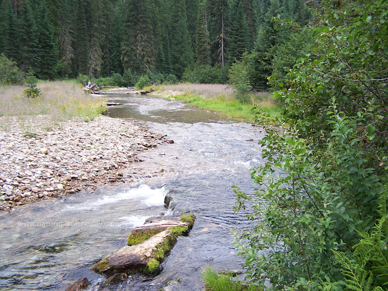 Mountain stream in Montana