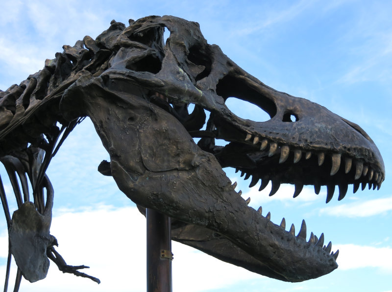 Big Mike, Tyrannosaurus Rex fossil
