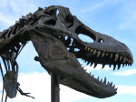 Big Mike, Tyrannosaurus Rex fossil